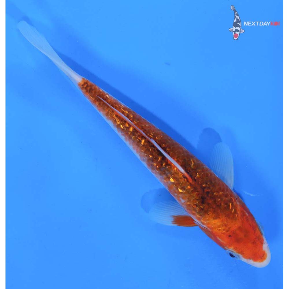 6.5” Imported Gin Rin Goromo