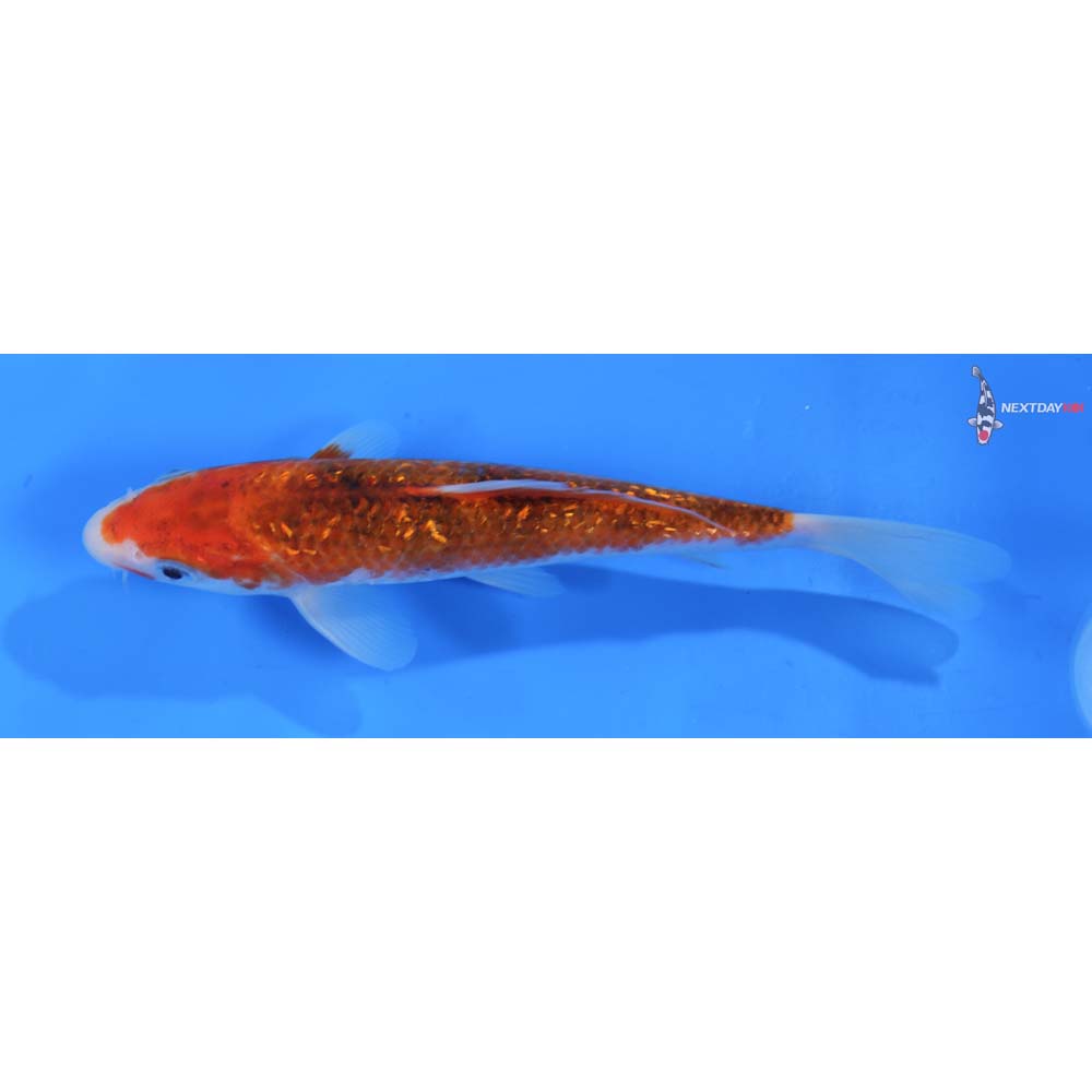 6.5” Imported Gin Rin Goromo