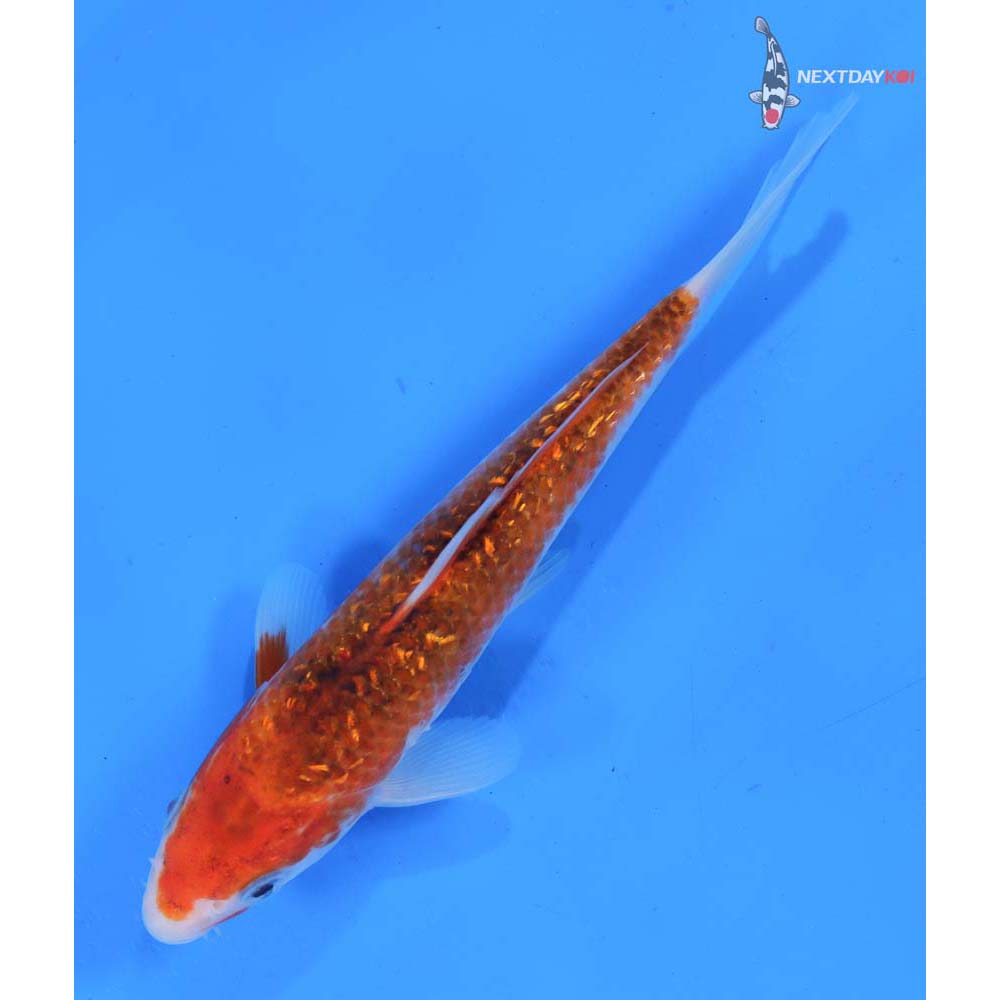 6.5” Imported Gin Rin Goromo