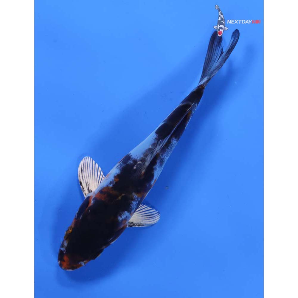 6” Imported Heisei Nishiki