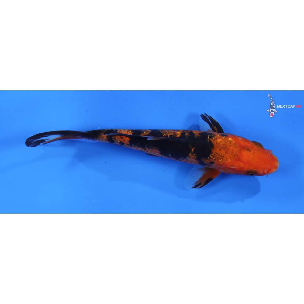 6” Imported Gin Rin Aka Bekko