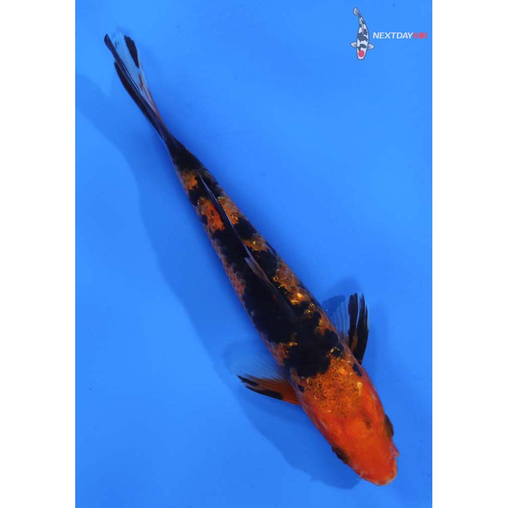 6” Imported Gin Rin Aka Bekko