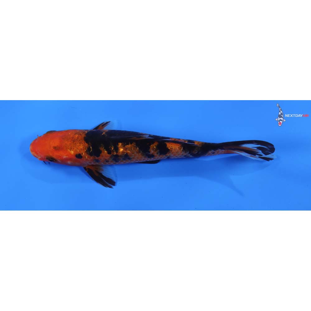 6” Imported Gin Rin Aka Bekko