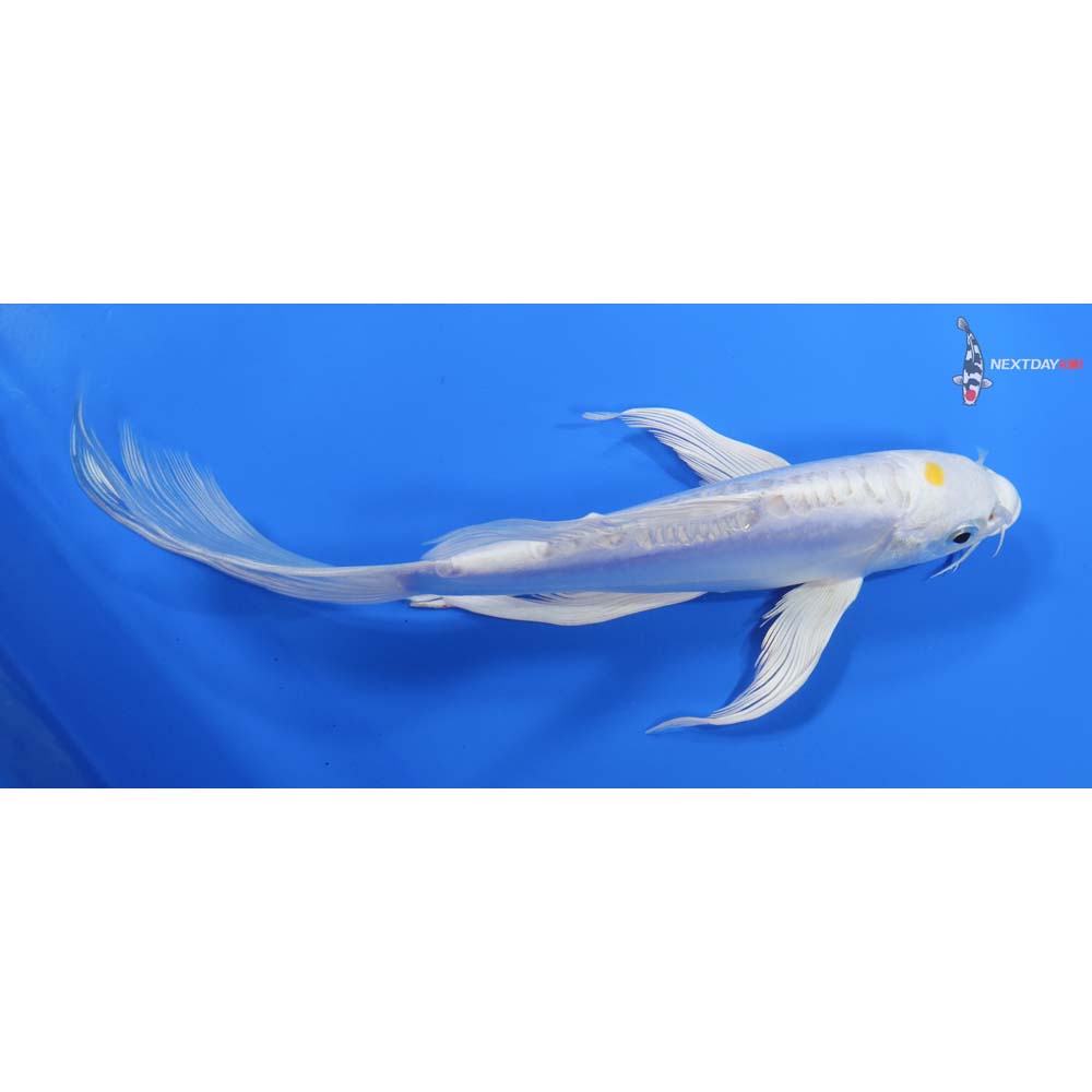 8” Imported Doitsu Lemon Hariwake Butterfly Koi