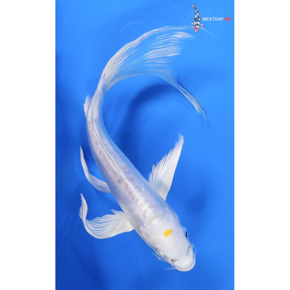 8” Imported Doitsu Lemon Hariwake Butterfly Koi