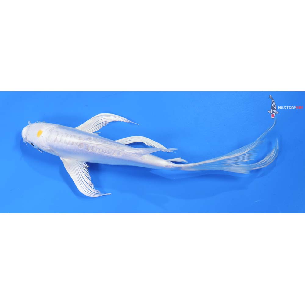 8” Imported Doitsu Lemon Hariwake Butterfly Koi