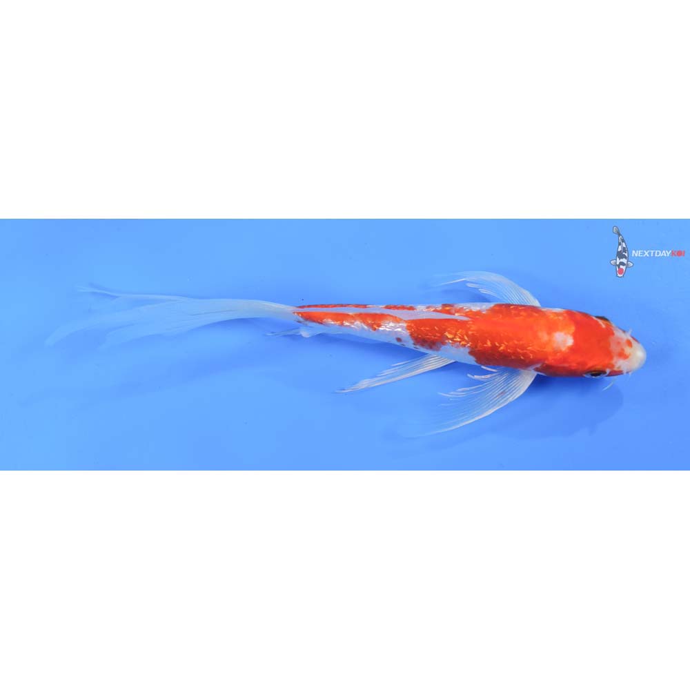 8” Imported Gin Rin Hariwake Butterfly Koi