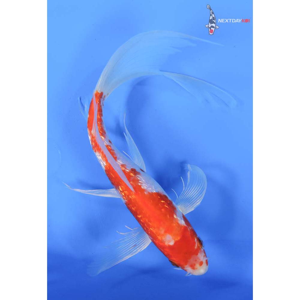 8” Imported Gin Rin Hariwake Butterfly Koi