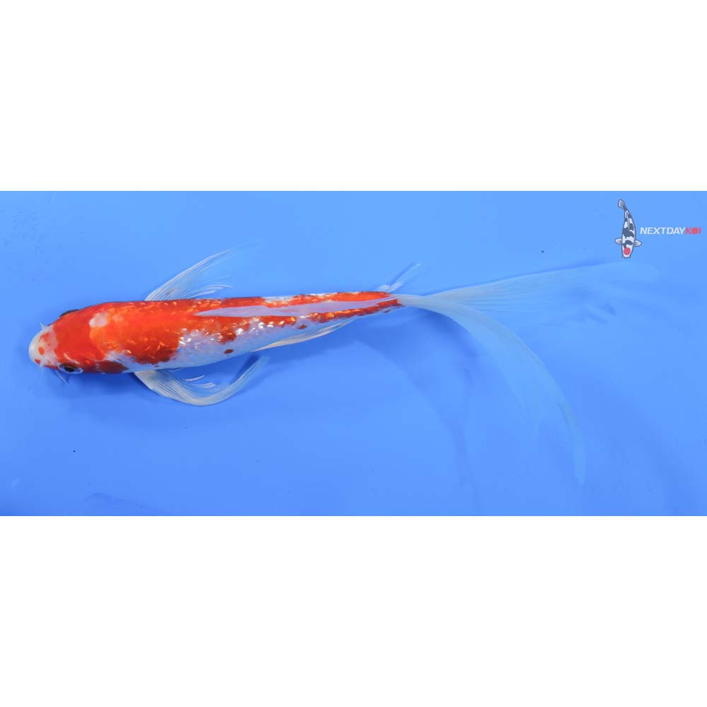 8” Imported Gin Rin Hariwake Butterfly Koi