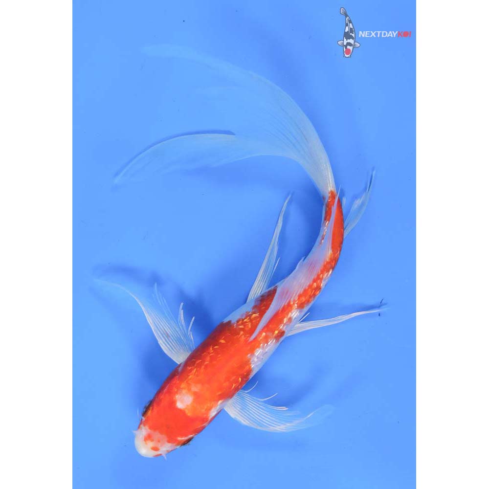 8” Imported Gin Rin Hariwake Butterfly Koi