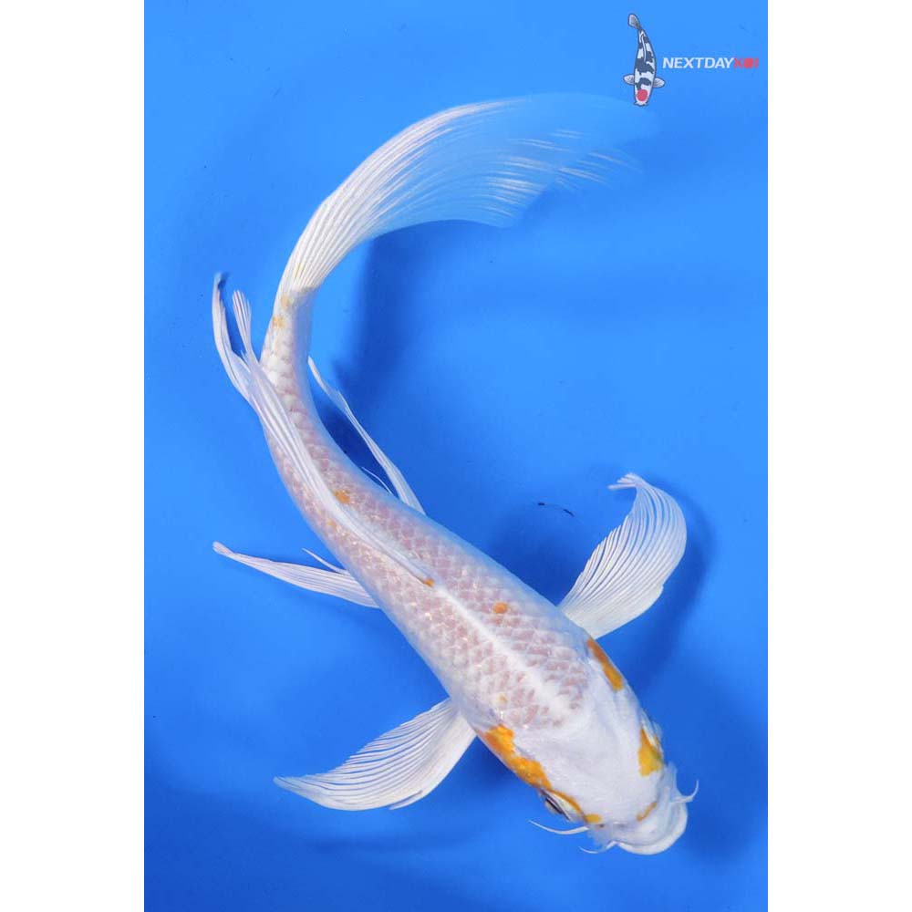 7.5” Imported Hariwake Butterfly Koi