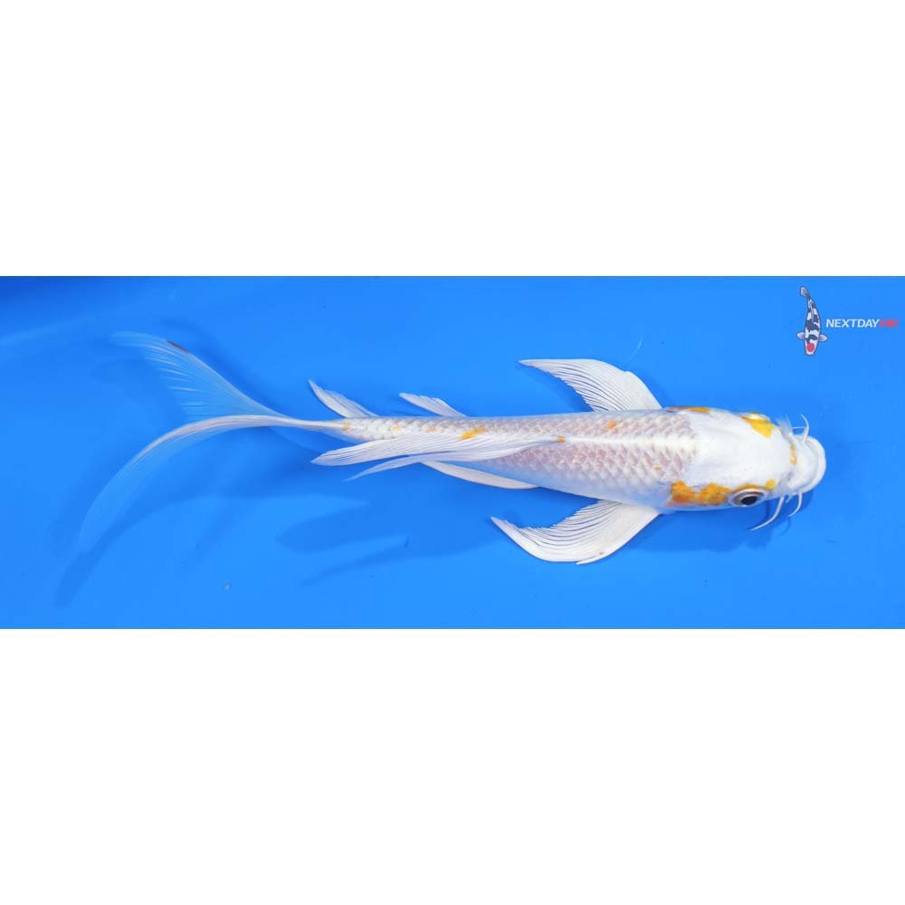 7.5” Imported Hariwake Butterfly Koi