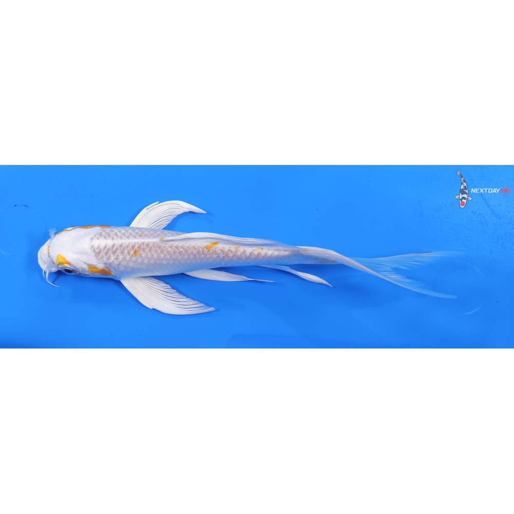7.5” Imported Hariwake Butterfly Koi