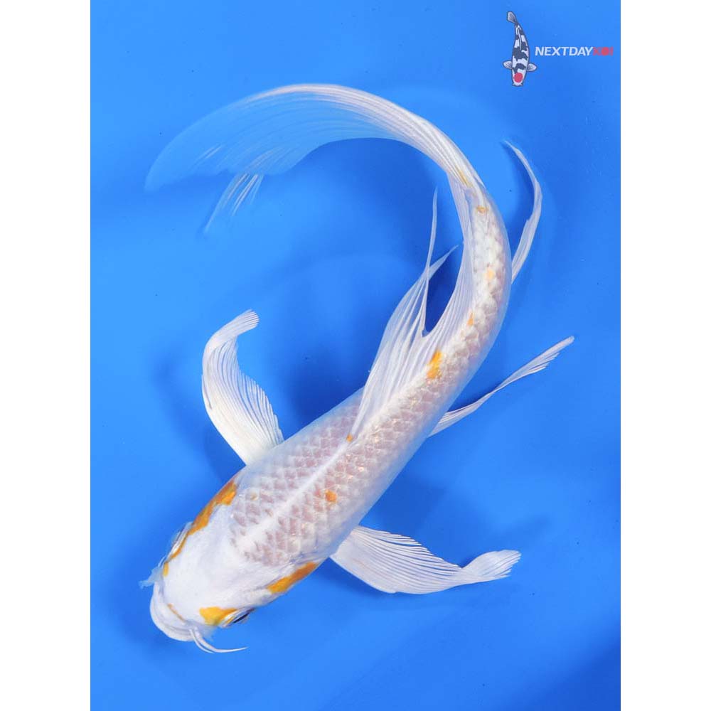 7.5” Imported Hariwake Butterfly Koi