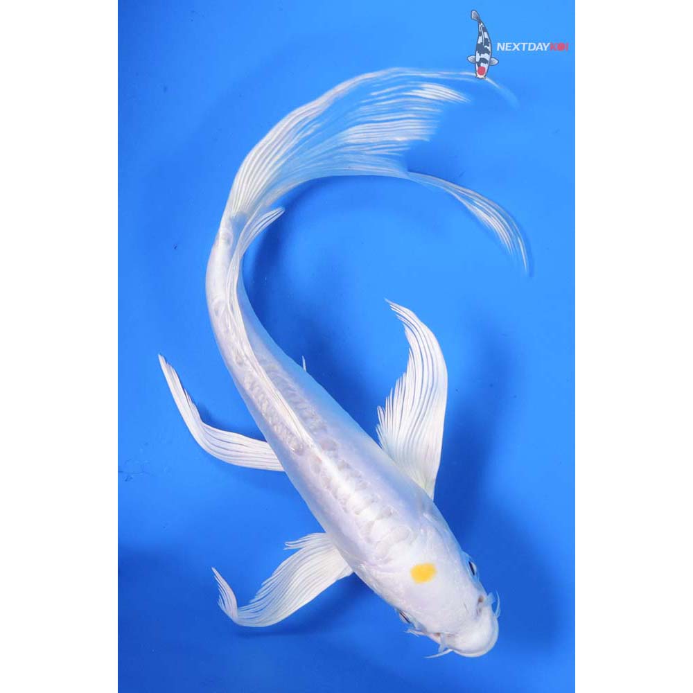 8” Imported Doitsu Lemon Hariwake Butterfly Koi