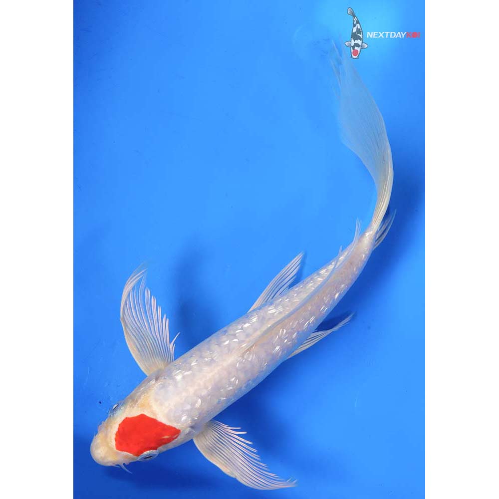 9” Imported Gin Rin Hariwake Butterfly Koi