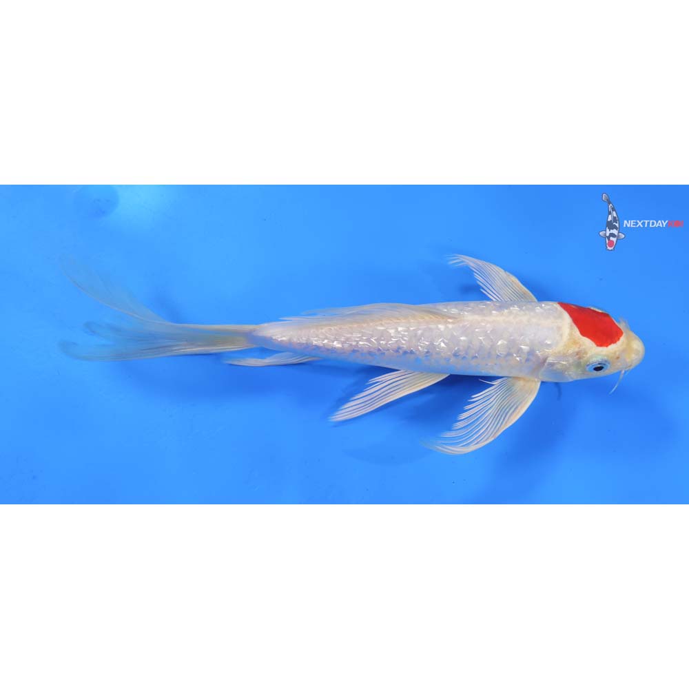 9” Imported Gin Rin Hariwake Butterfly Koi