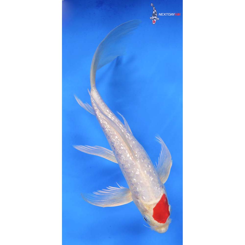 9” Imported Gin Rin Hariwake Butterfly Koi
