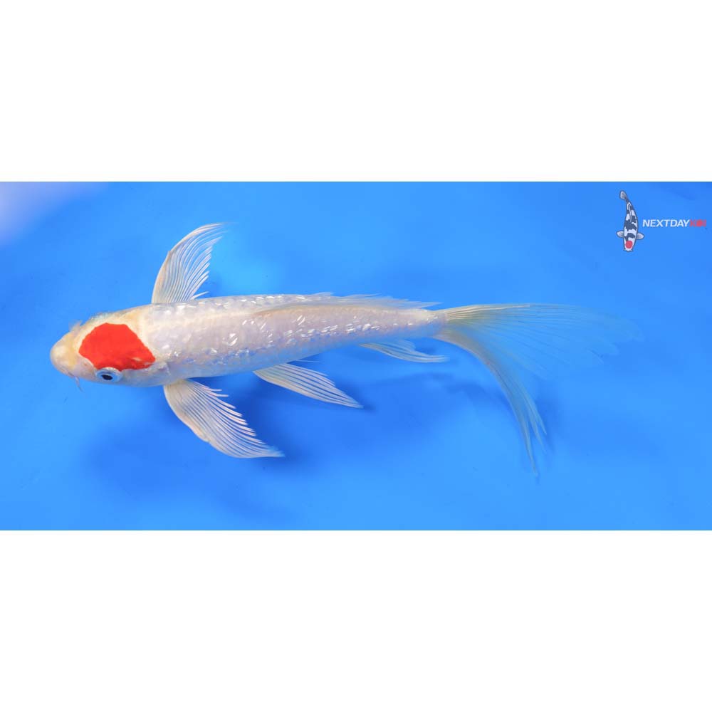 9” Imported Gin Rin Hariwake Butterfly Koi