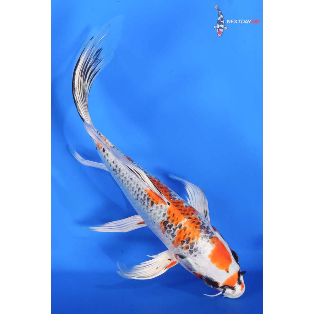 9” Imported Kujaku Butterfly Koi