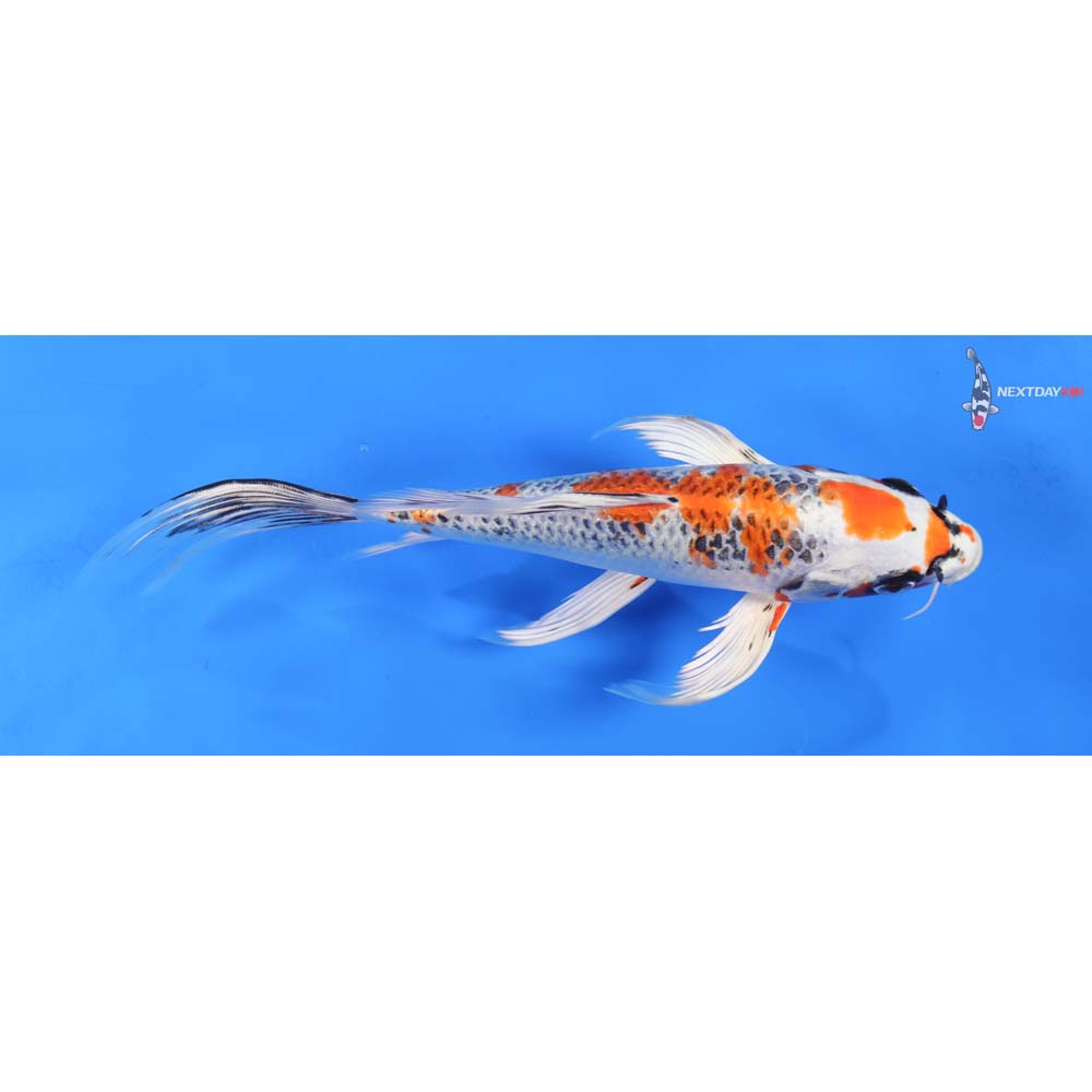 9” Imported Kujaku Butterfly Koi