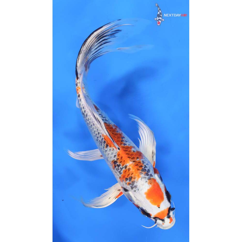 9” Imported Kujaku Butterfly Koi