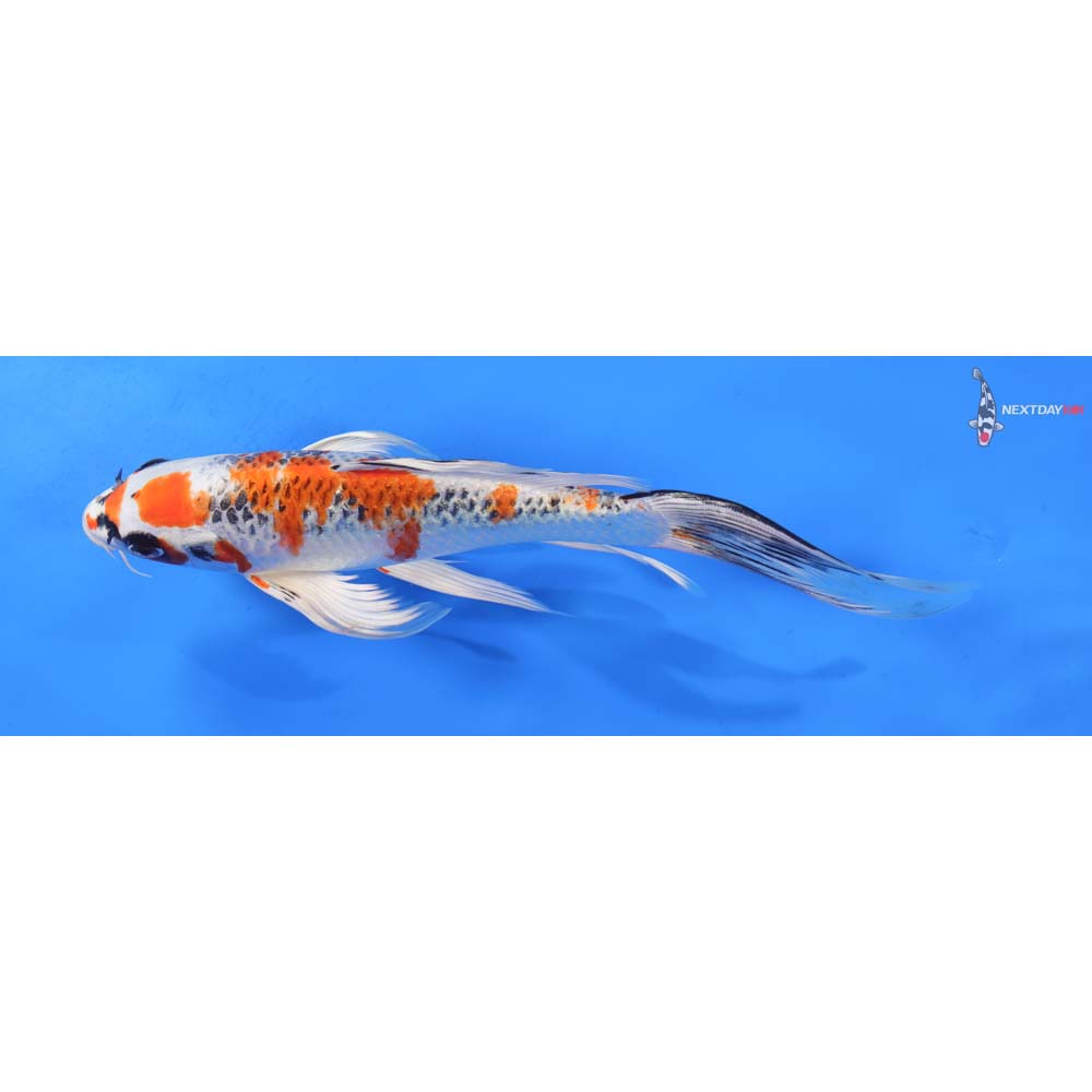 9” Imported Kujaku Butterfly Koi