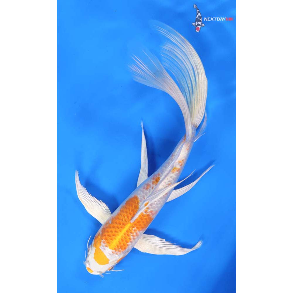10” Imported Hariwake Butterfly Koi