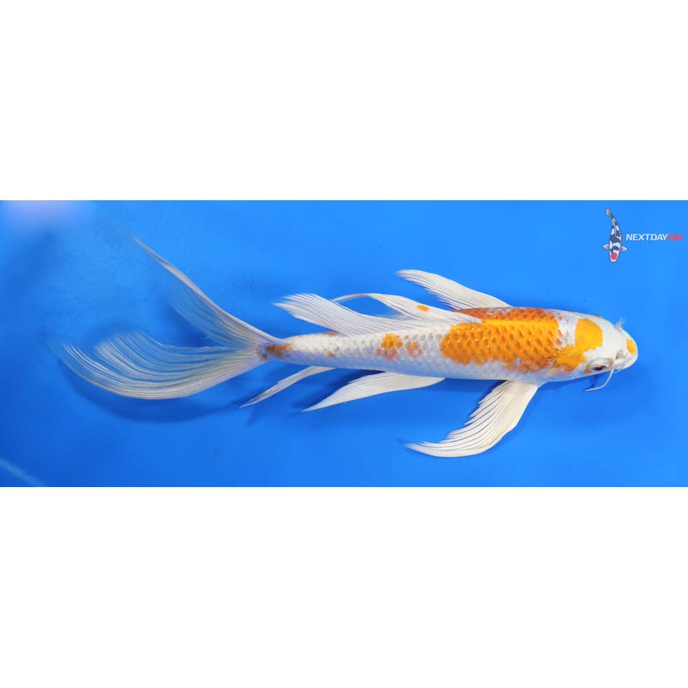 10” Imported Hariwake Butterfly Koi