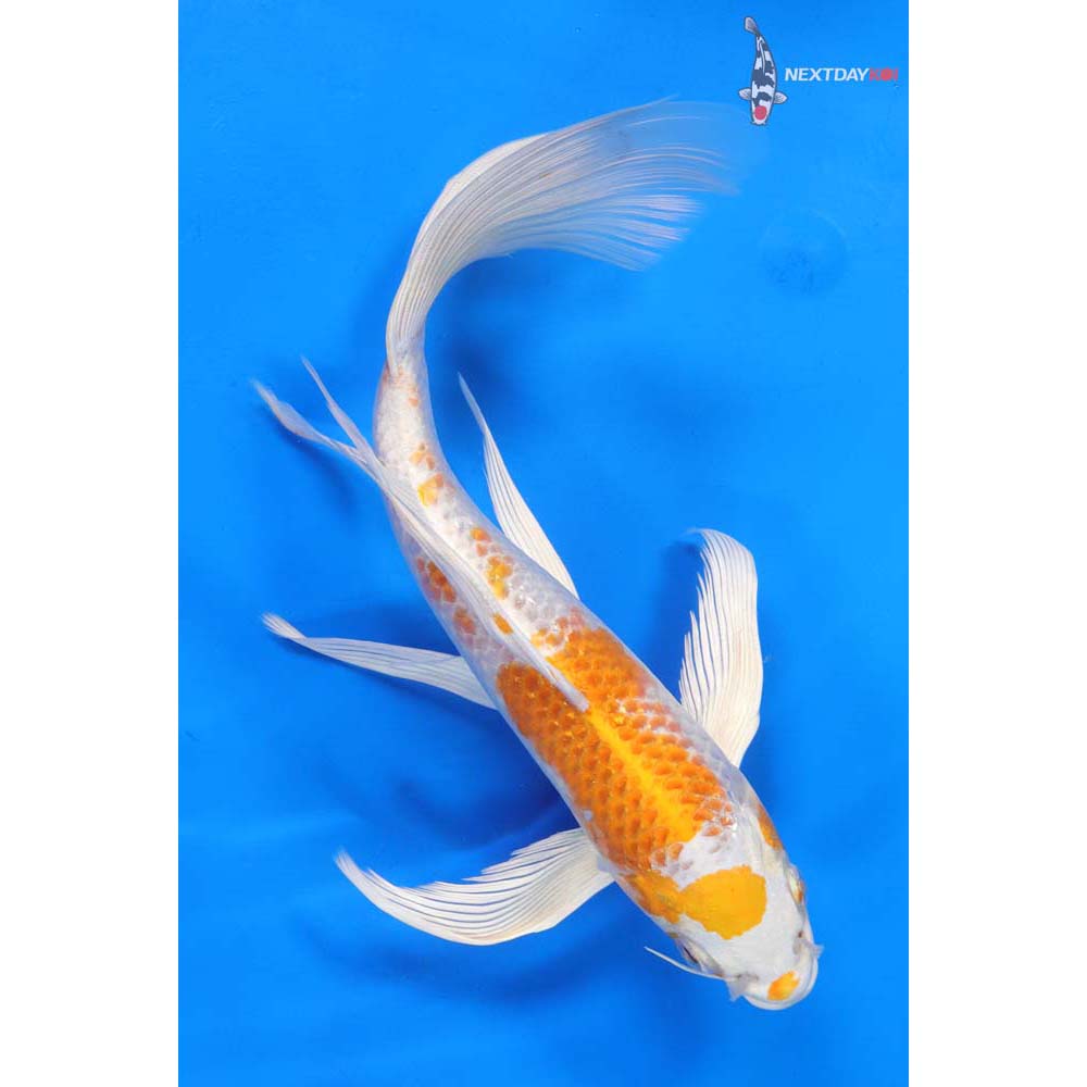 10” Imported Hariwake Butterfly Koi