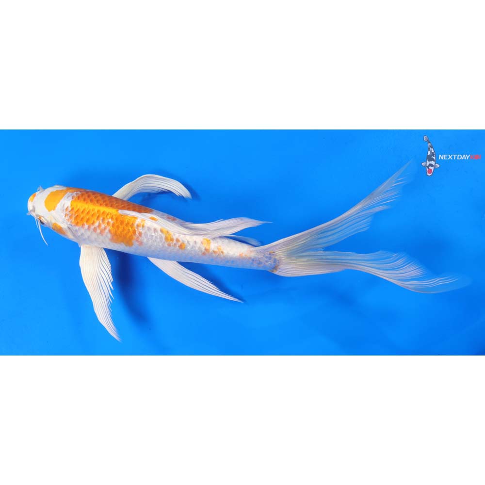 10” Imported Hariwake Butterfly Koi