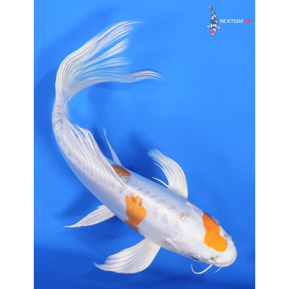 9.5” Imported Kikusui Butterfly Koi
