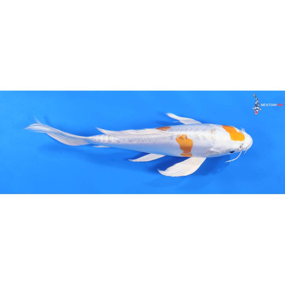 9.5” Imported Kikusui Butterfly Koi