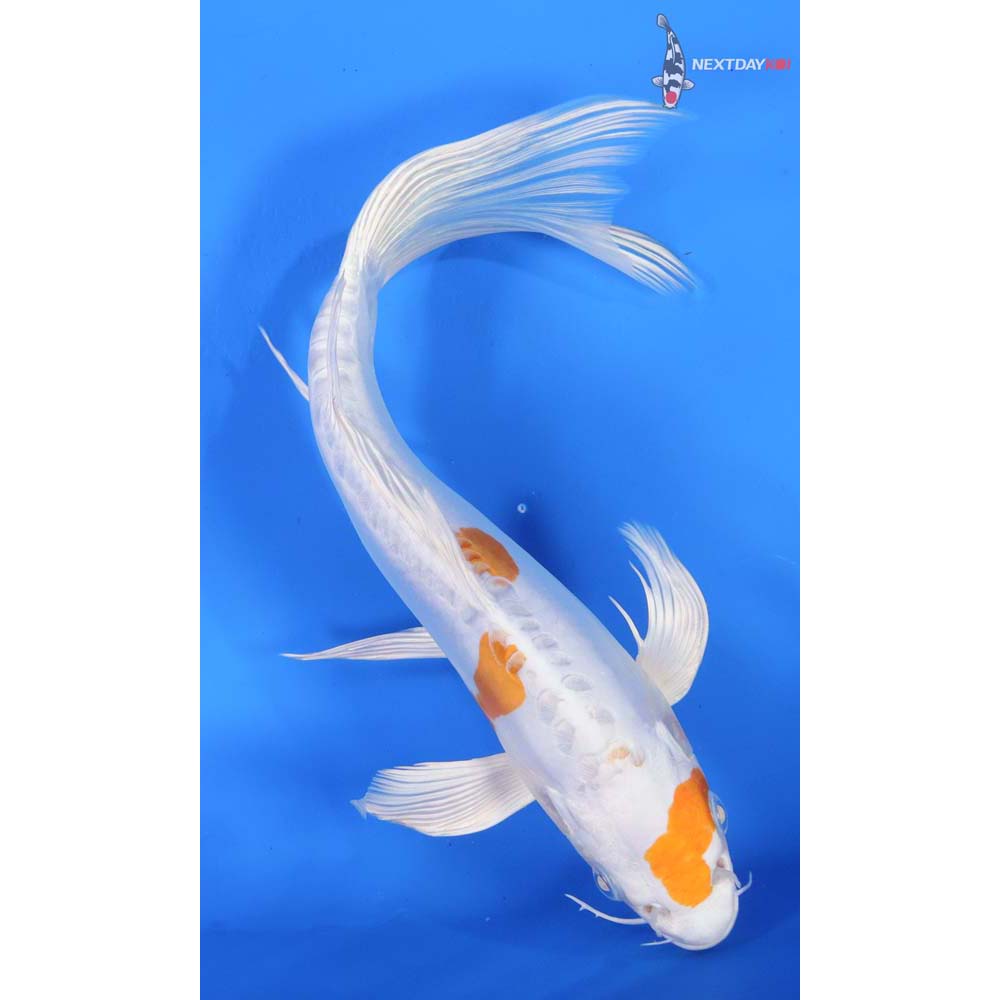 9.5” Imported Kikusui Butterfly Koi