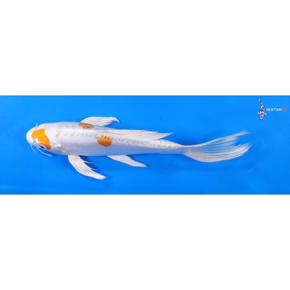 9.5” Imported Kikusui Butterfly Koi