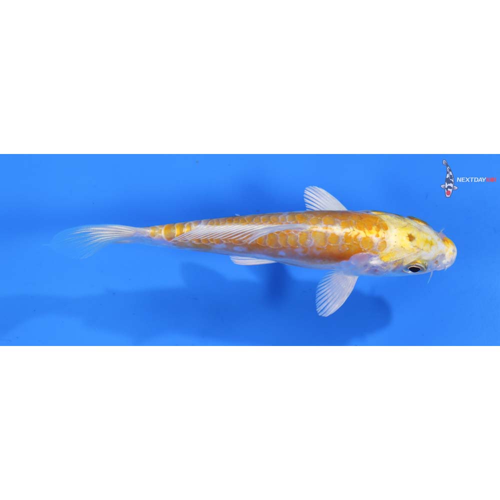 5” Imported Doitsu Lemon Hariwake
