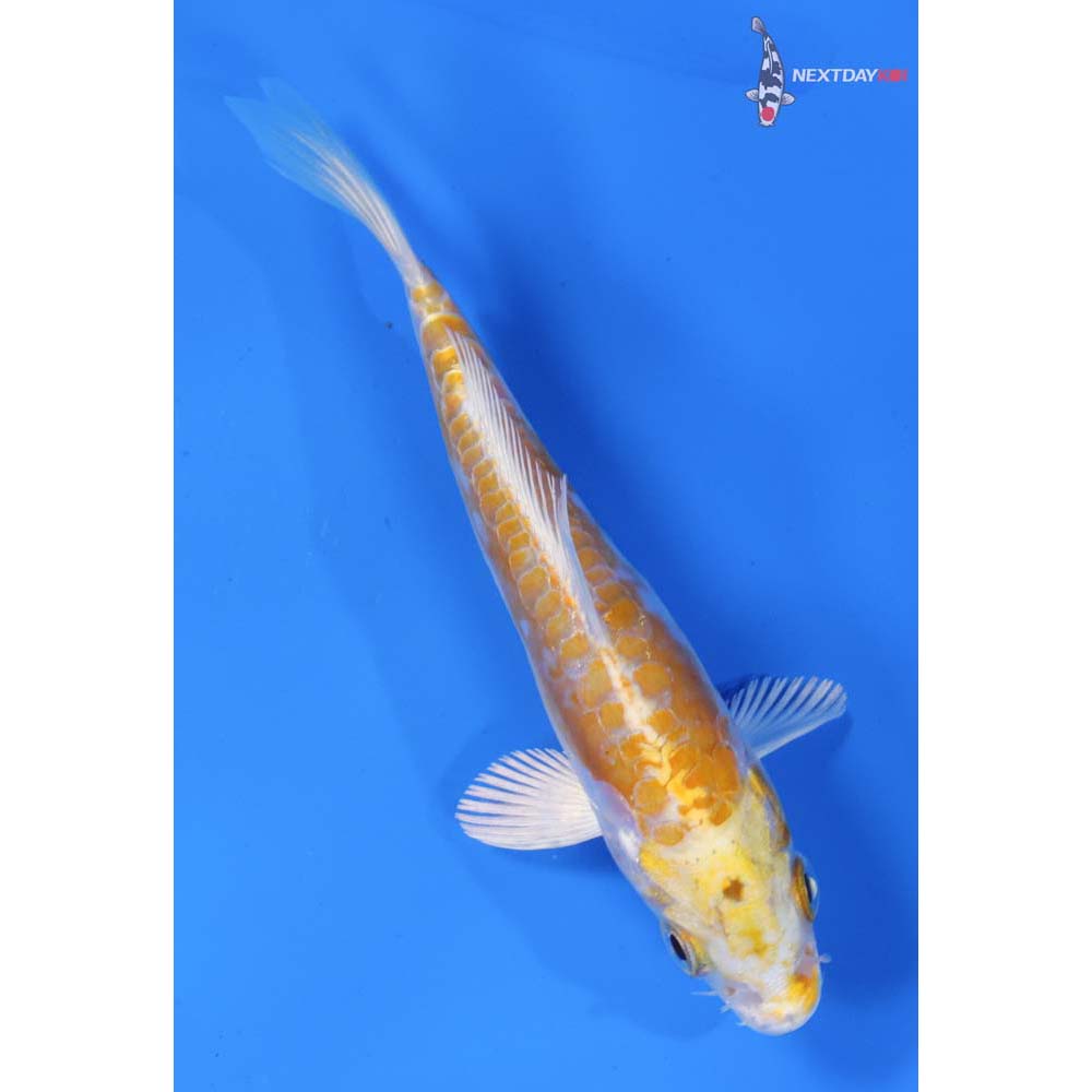 5” Imported Doitsu Lemon Hariwake