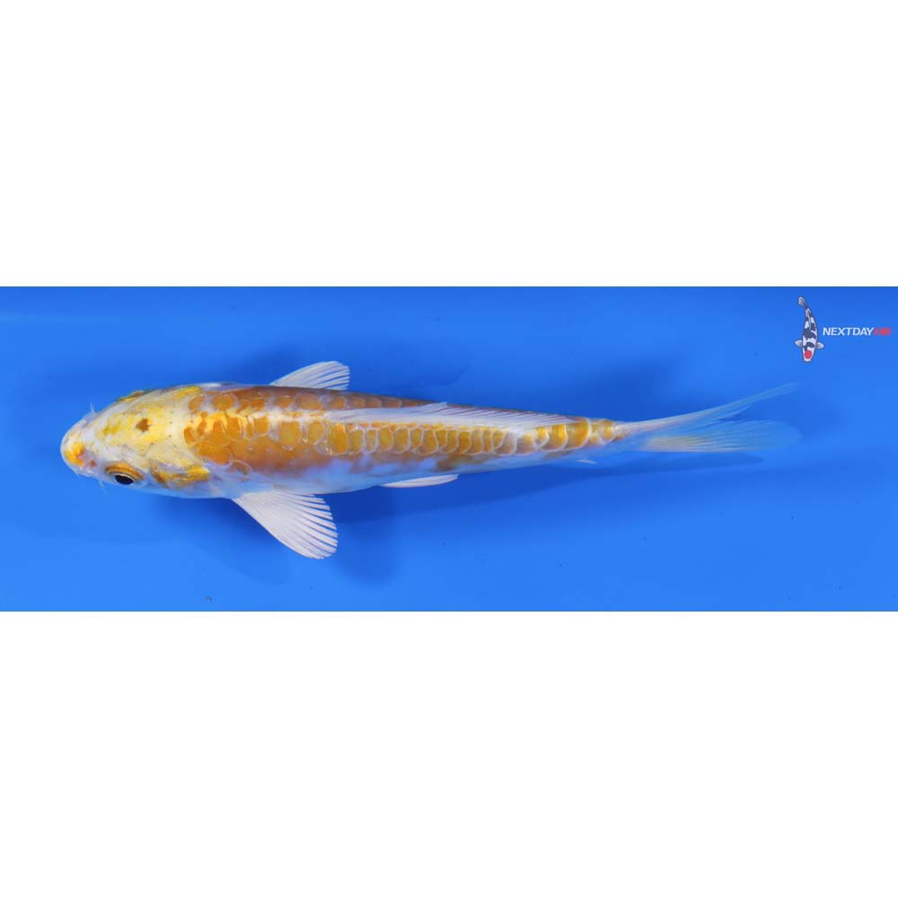 5” Imported Doitsu Lemon Hariwake