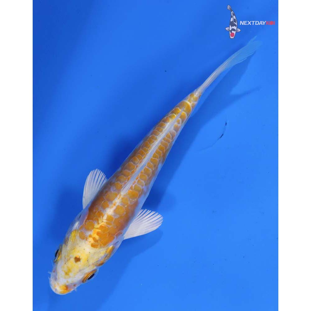 5” Imported Doitsu Lemon Hariwake