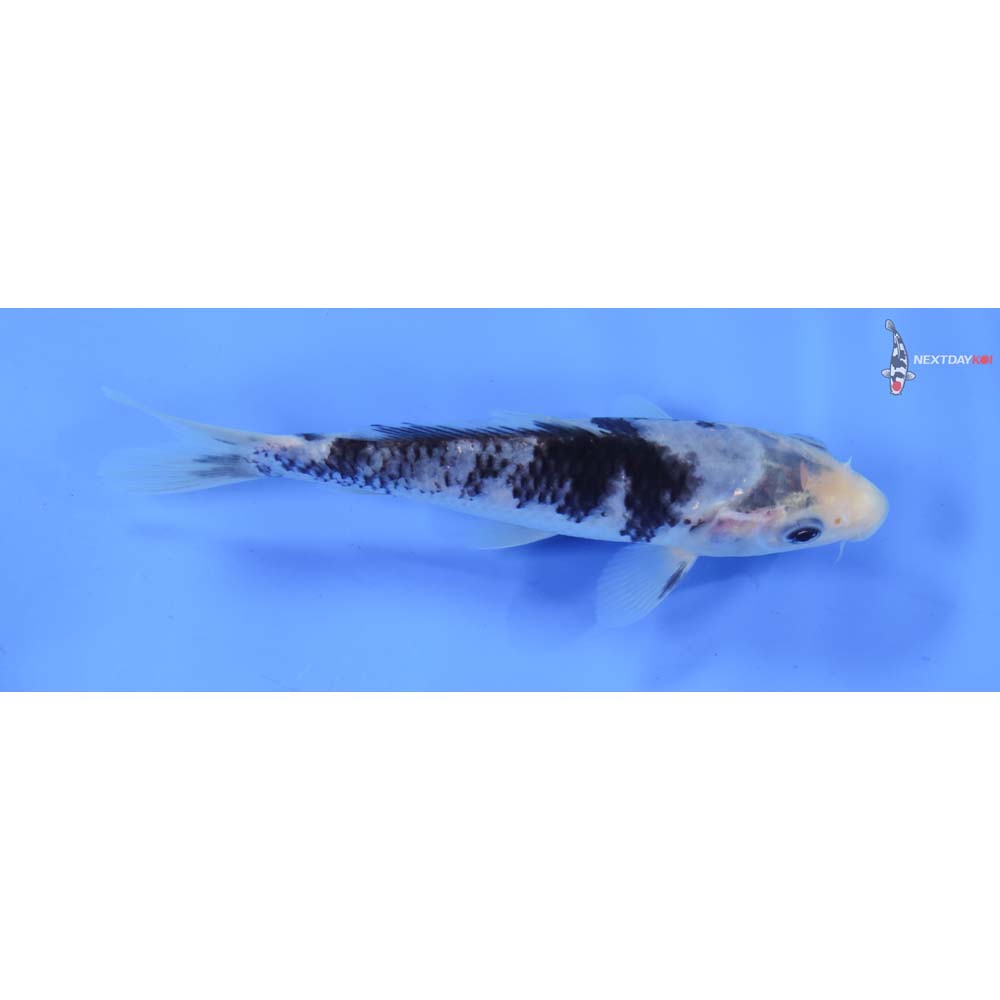 5.5” Imported Matsukawabakke