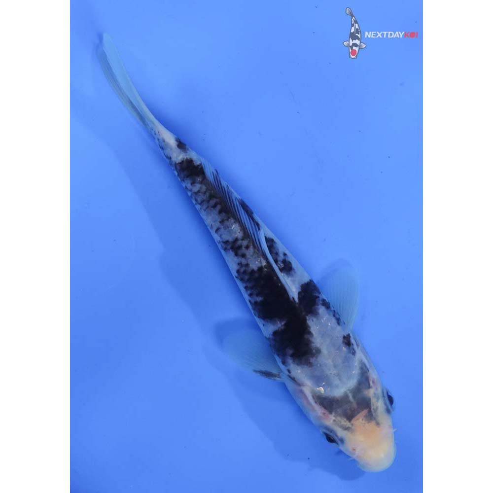 5.5” Imported Matsukawabakke