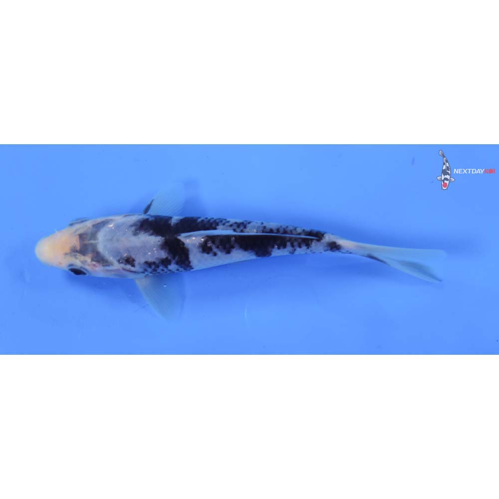 5.5” Imported Matsukawabakke