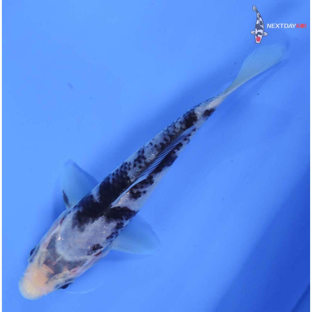 5.5” Imported Matsukawabakke