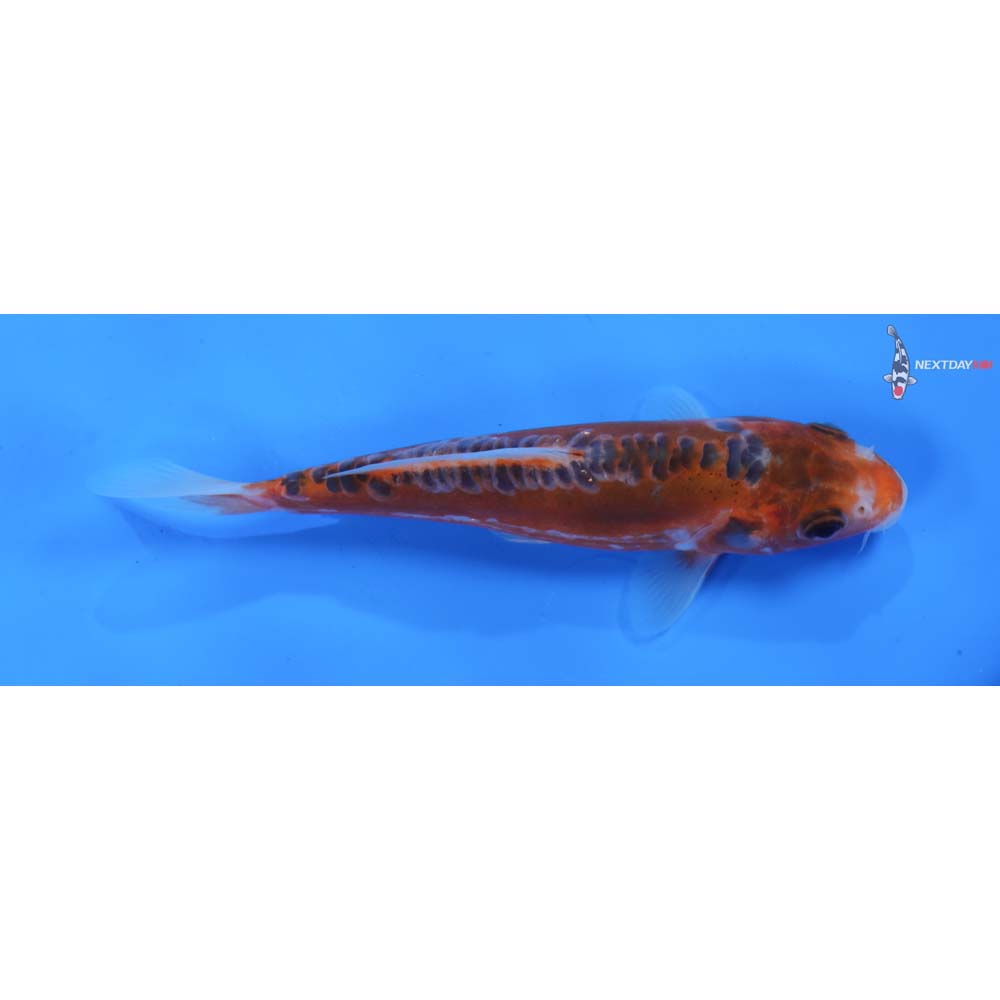 5.5” Imported Hana Shusui