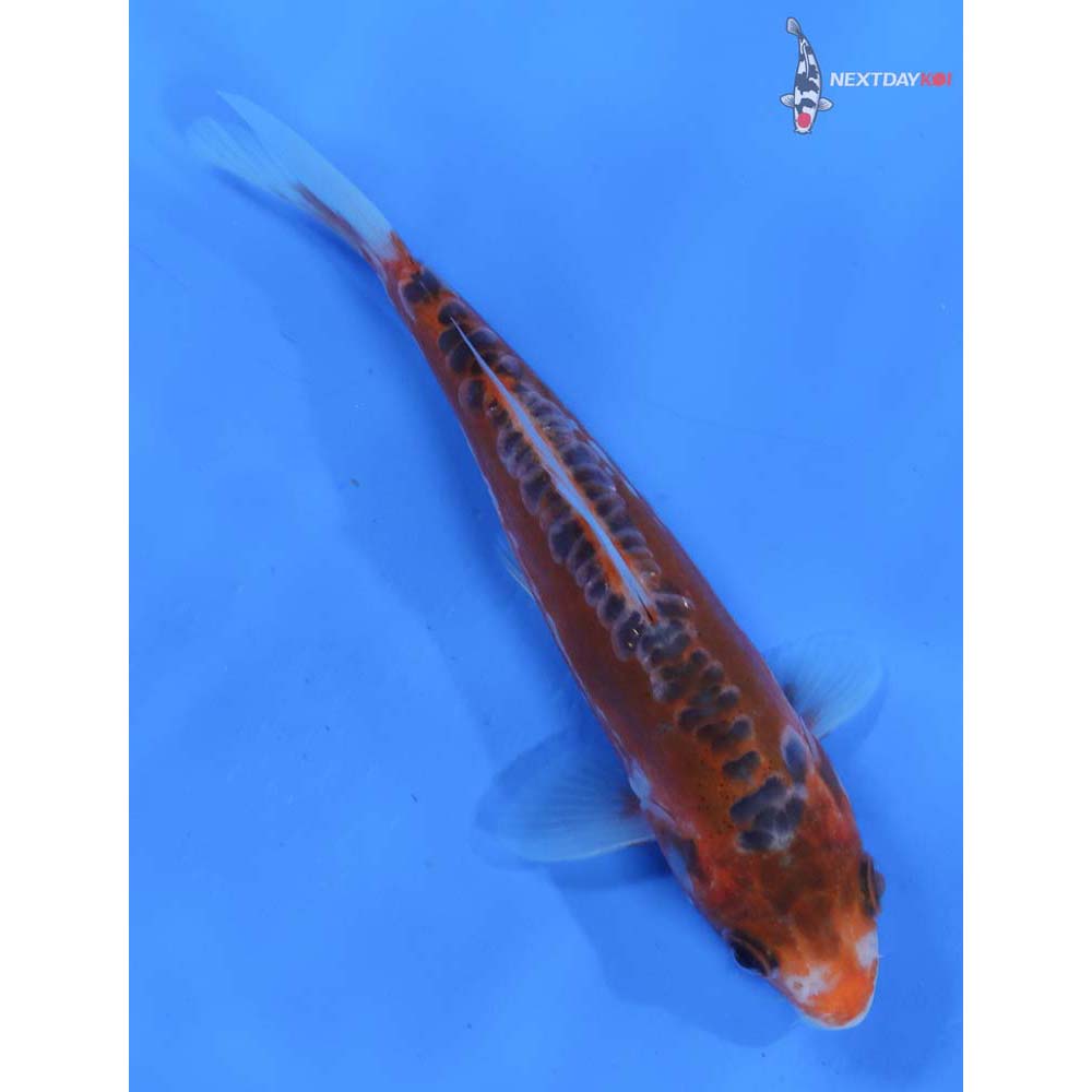5.5” Imported Hana Shusui