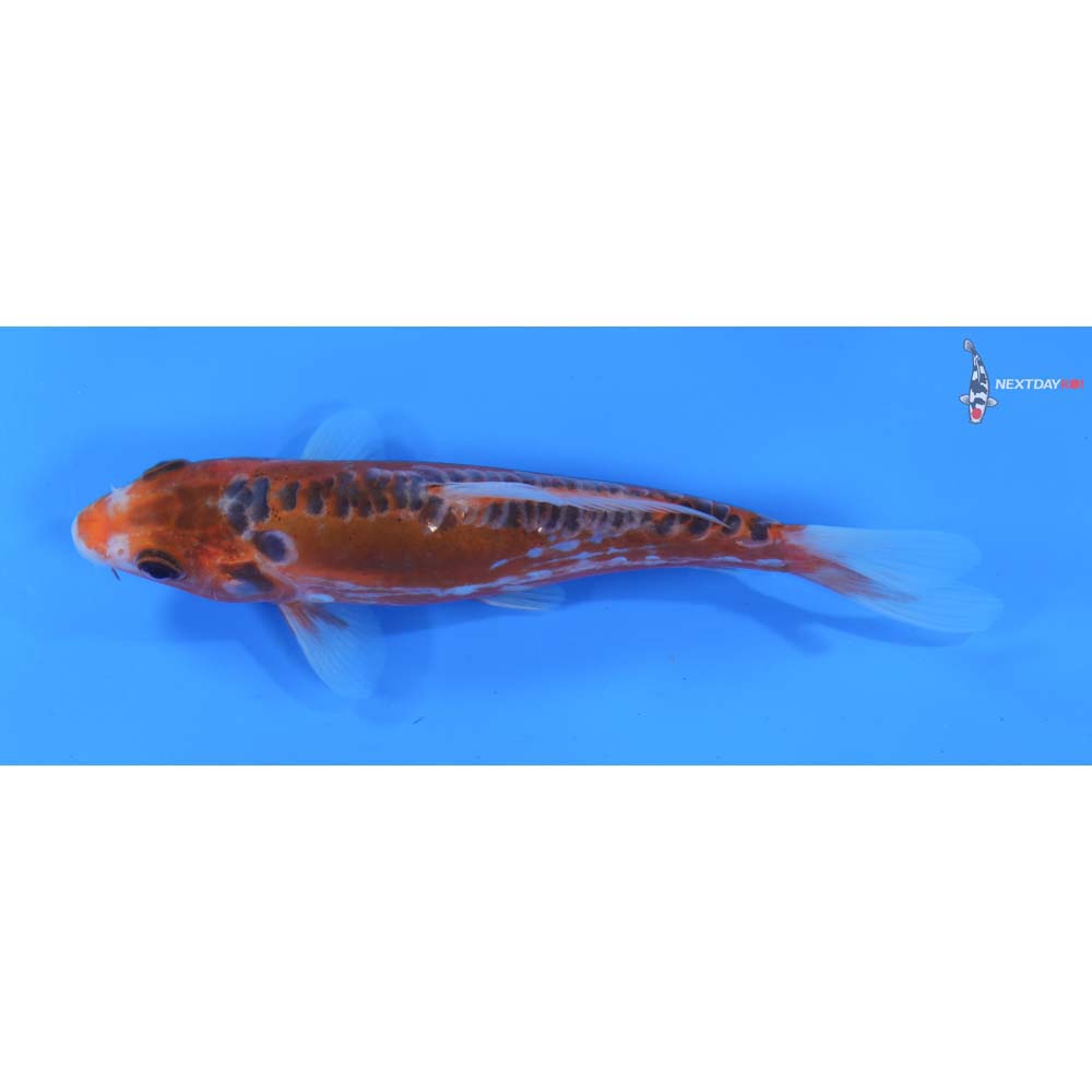 5.5” Imported Hana Shusui