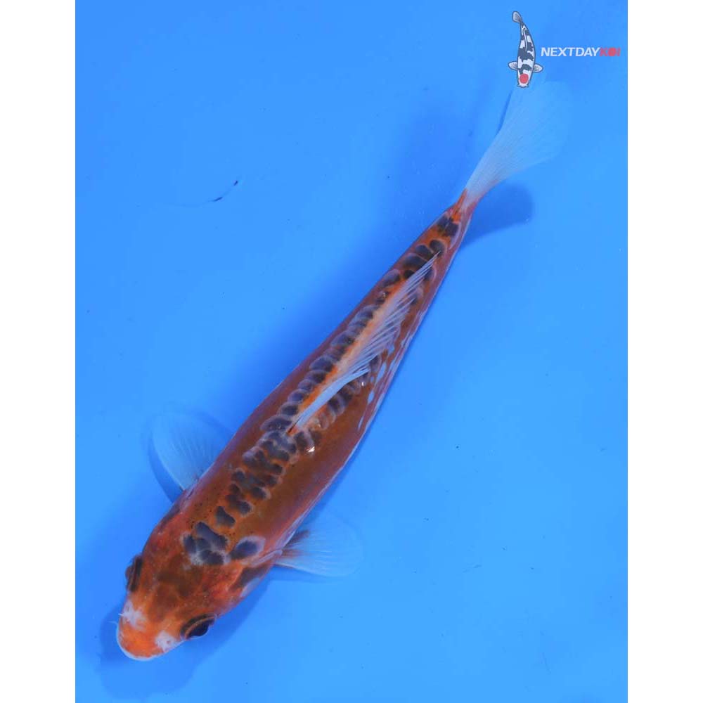 5.5” Imported Hana Shusui
