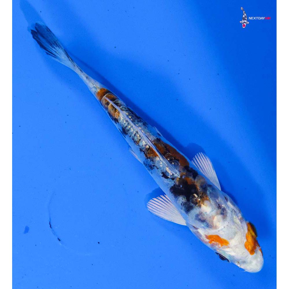 3.5” Imported Heisei Nishiki