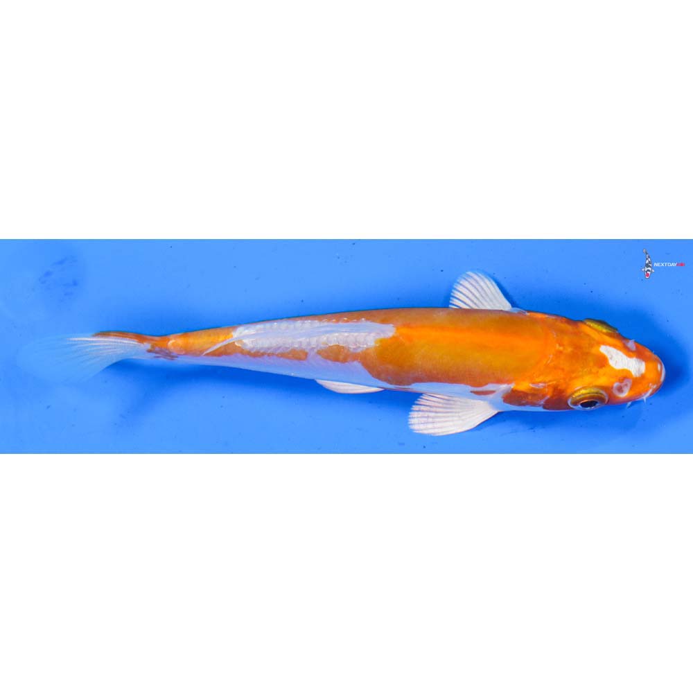 4.5” Imported Kikusui
