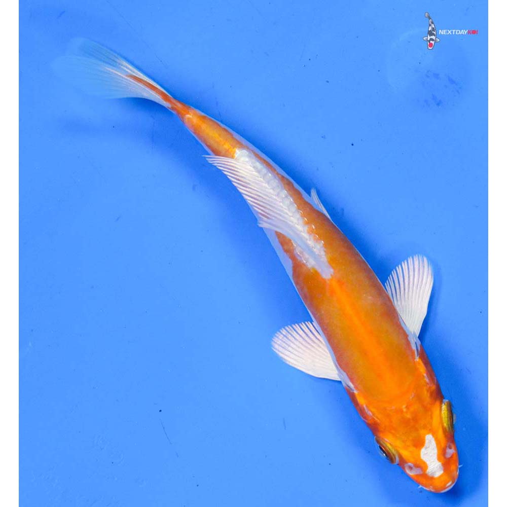 4.5” Imported Kikusui
